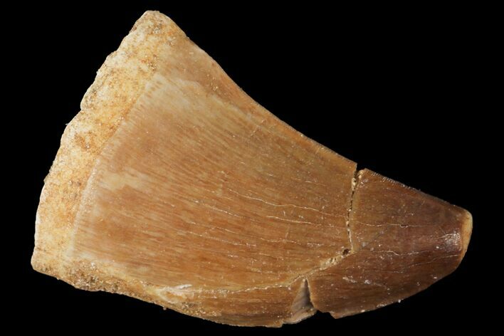 Mosasaur (Prognathodon) Tooth - Morocco #101066